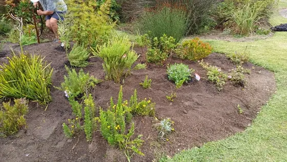 Planting a freshly dug island bed on a lawn