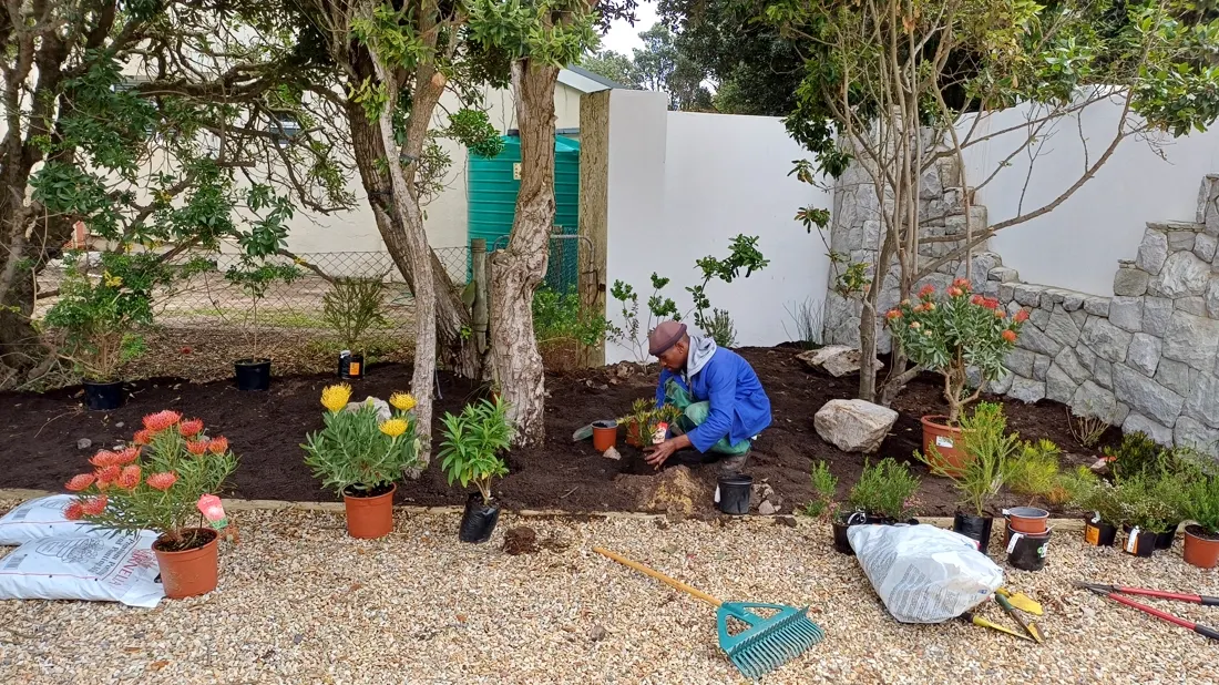 Marigolds and young plants set out in a gravel courtyard garden