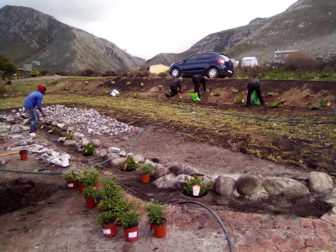 Crew planting a terraced roadside coastal bed with mountains behind