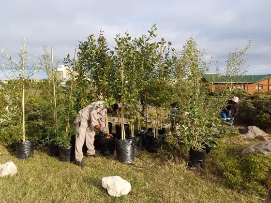 Newly delivered trees ready for planting on site