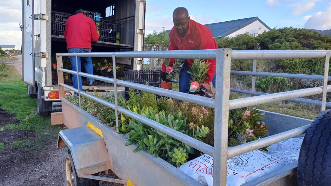 Delivering fresh plant stock by trailer for a new job