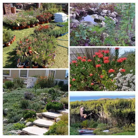 Coastal garden highlights: flower beds, a pond feature and proteas in bloom