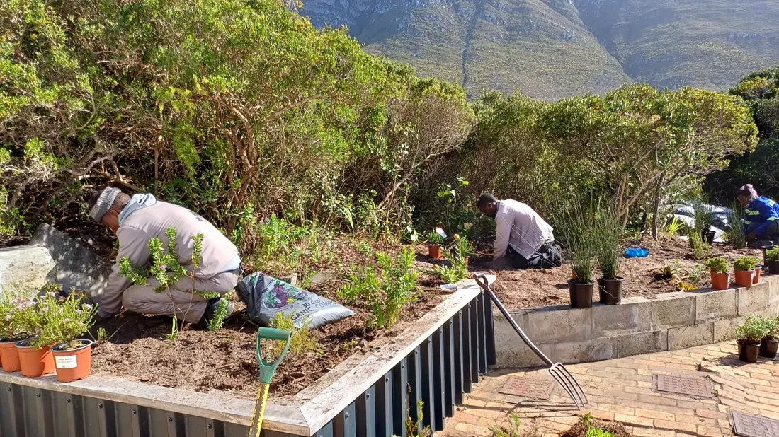 Crew planting a terraced retaining wall garden bed