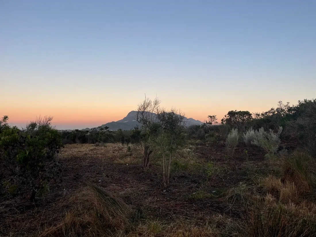 Cleared plot with a lone tree left standing, mountain in the background